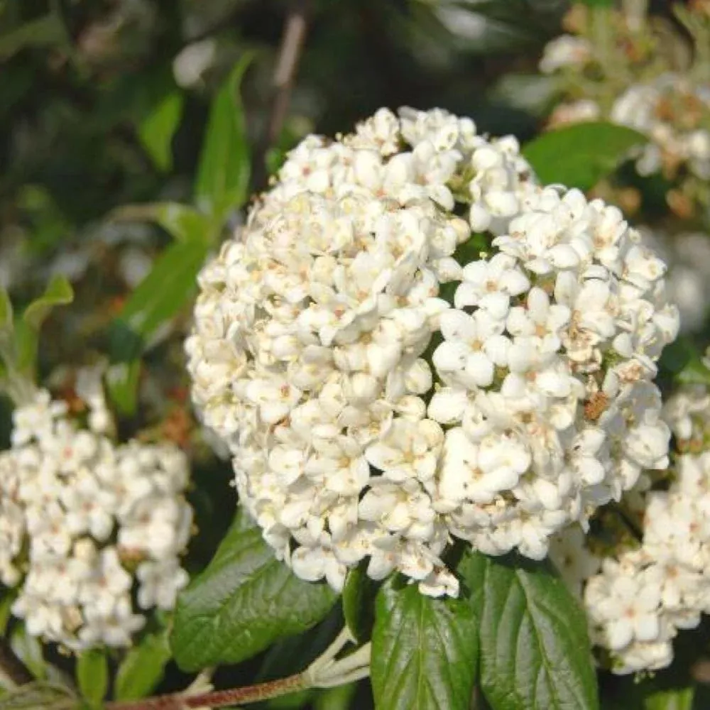 VIBURNUM Pearlific #7