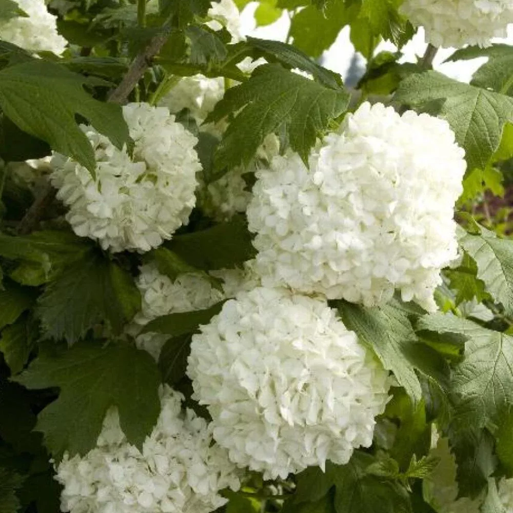 VIBURNUM Sterile #7