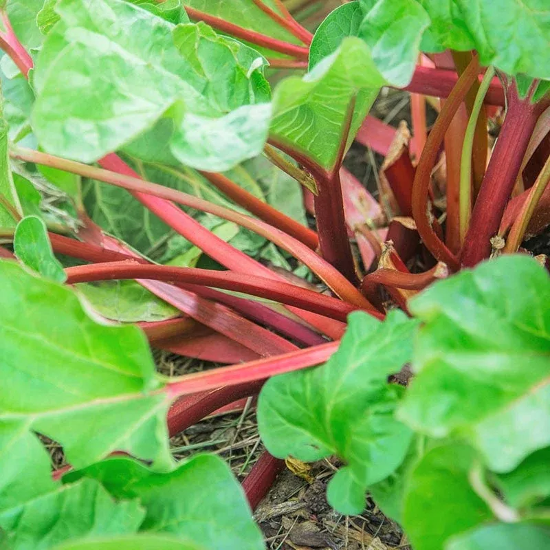 Victoria Rhubarb