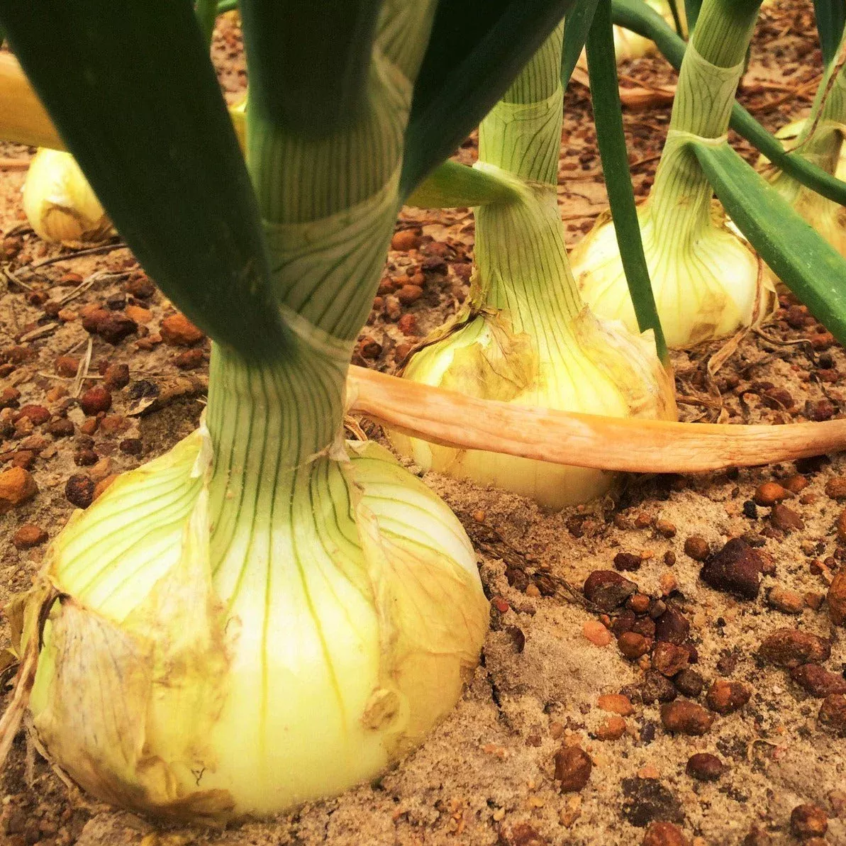 Vidalia Onion (Yellow Granex)