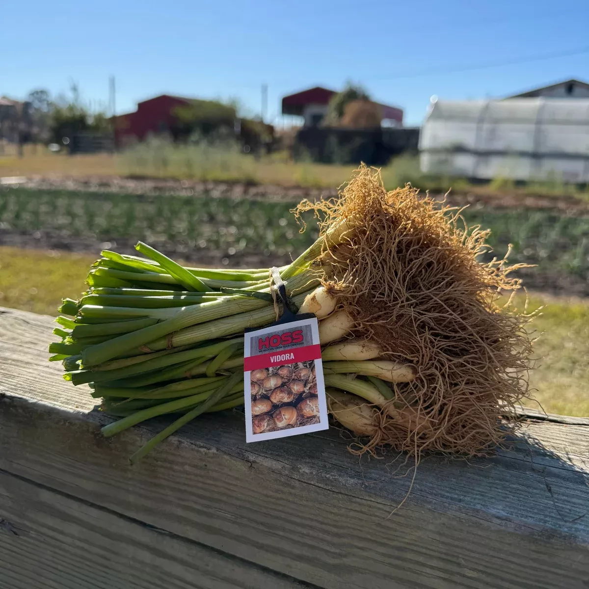 Vidora Onion Plant Bundle
