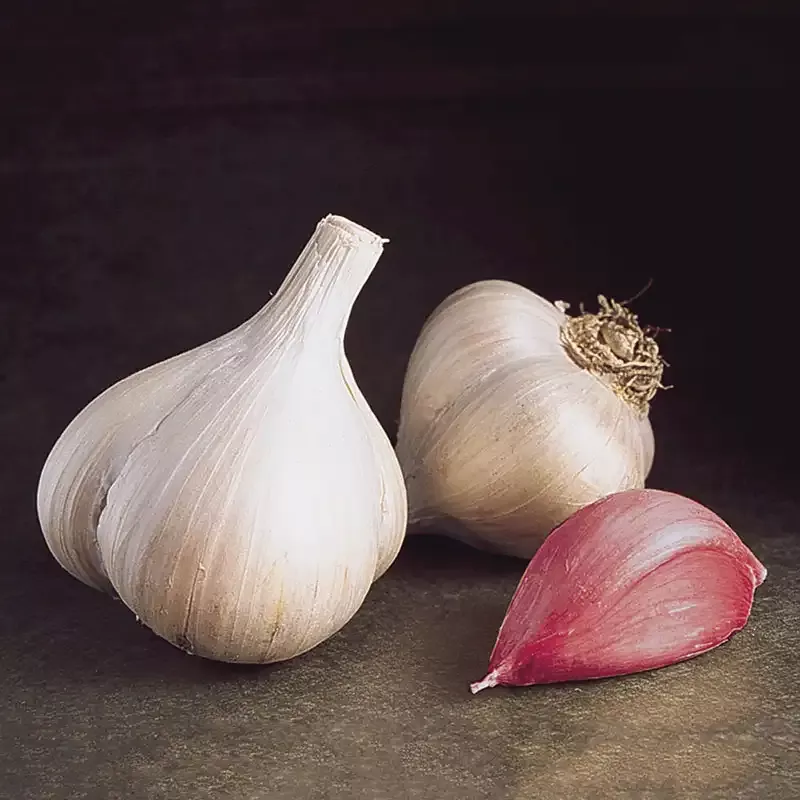 Walla Walla Early Garlic