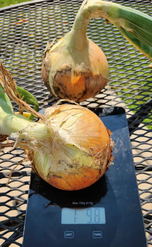 Walla Walla Onion Plants – 30 Bunch Case