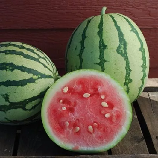 Watermelon Dixie Queen