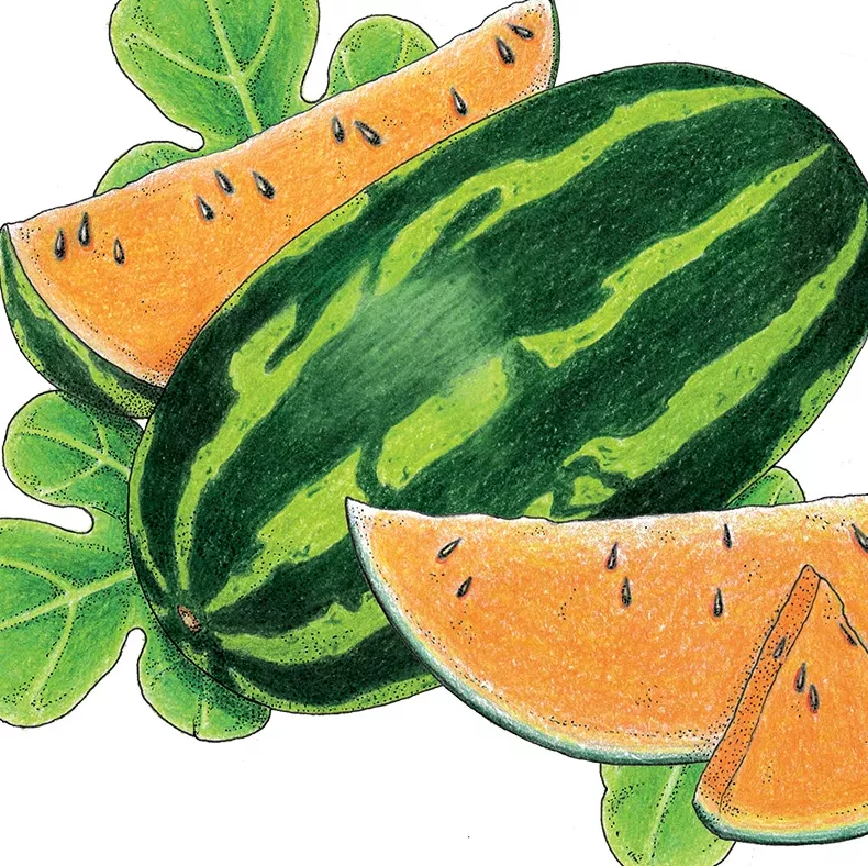 Watermelon Orange Tendersweet