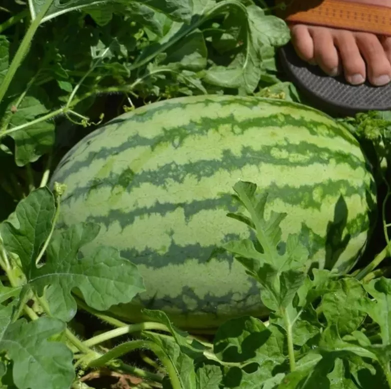Watermelon Striped Klondike Blue Ribbon