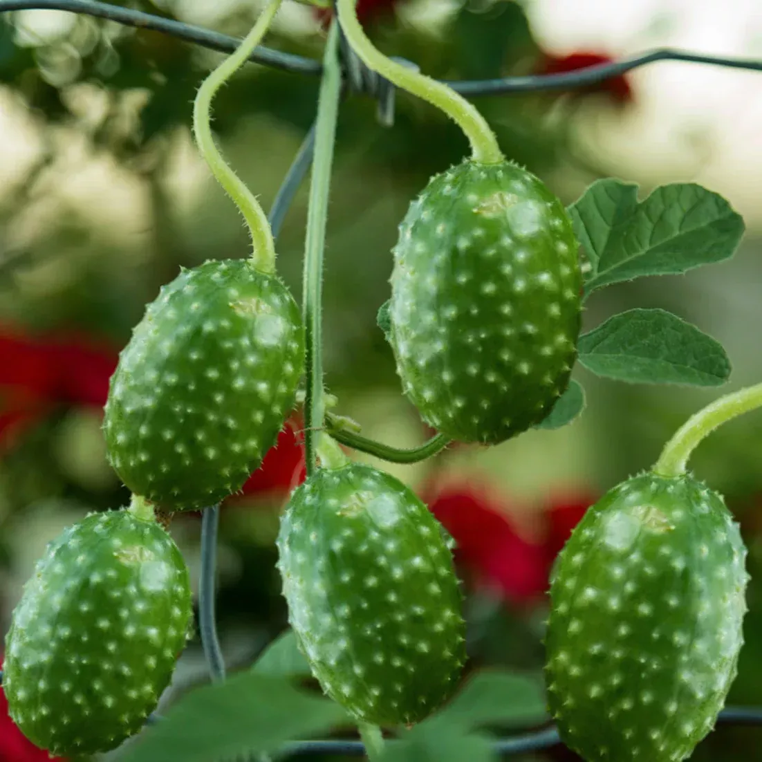 West Indian Gherkin Cucumber