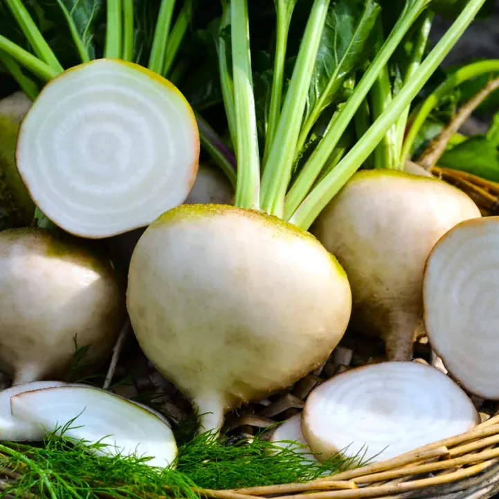 White Albino Beet