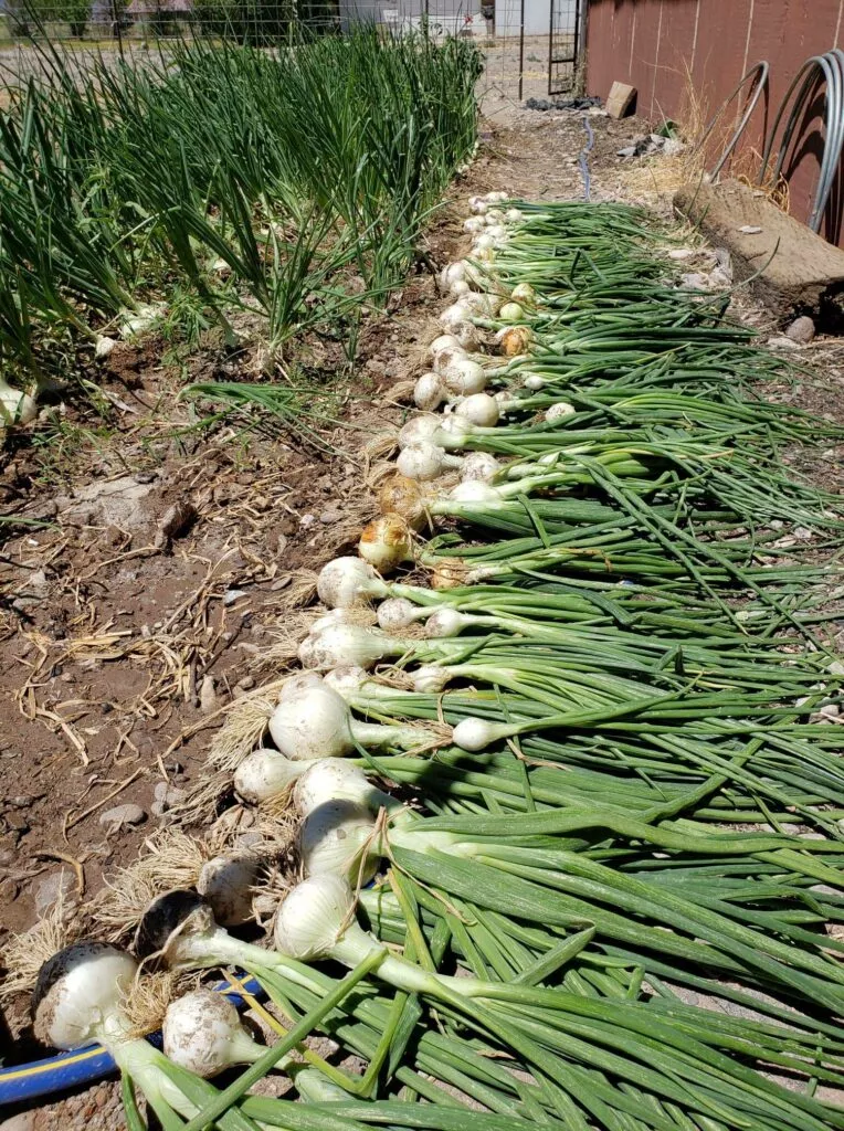 White Bermuda Onion Plants – 30 Bunch Case