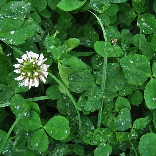 White Clover Cover Crop