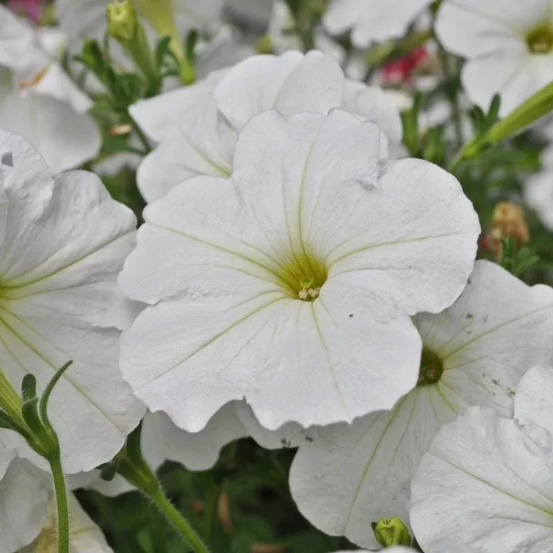 White Easy Wave Petunia