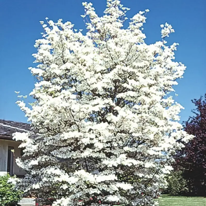 White Flowering Dogwood Tree