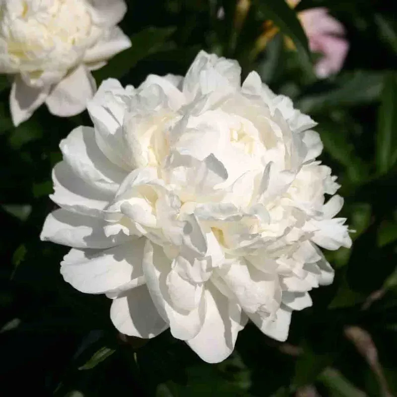 White Frost Peony