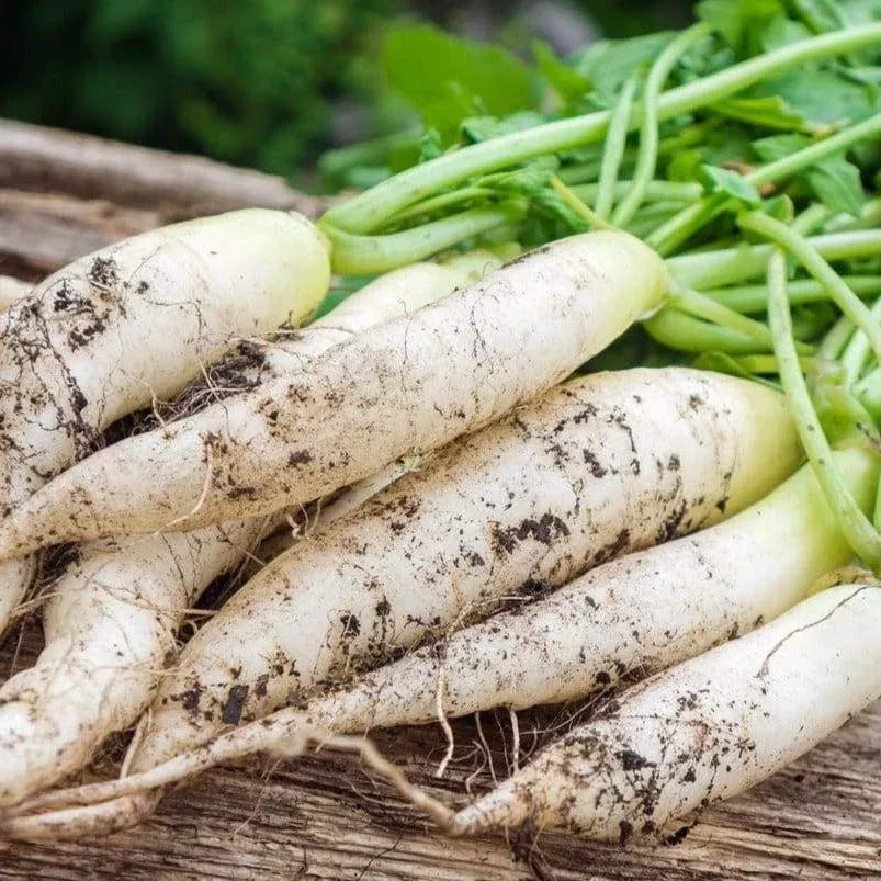 White Icicle Radish