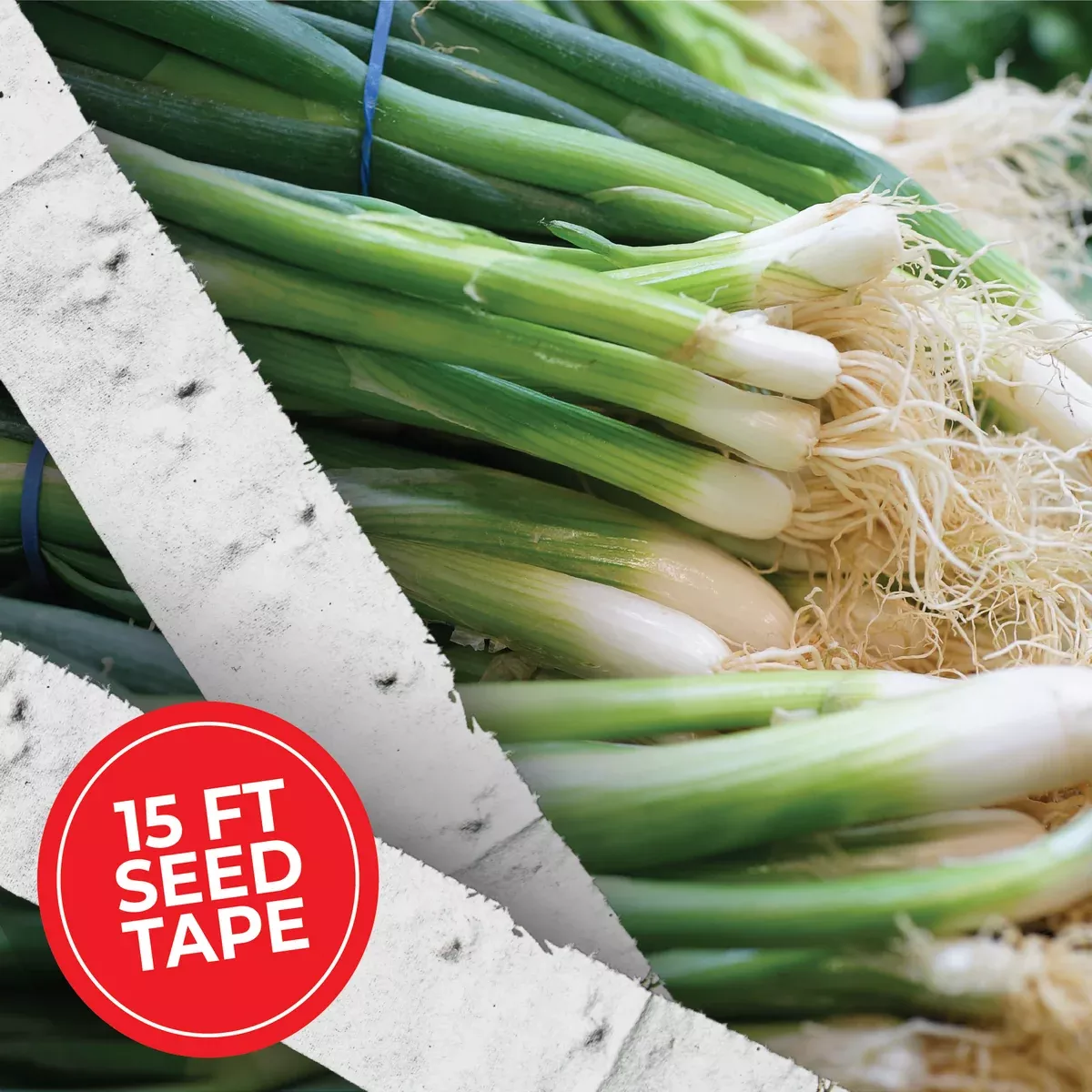 White Lisbon Bunching Onion Seed Tape
