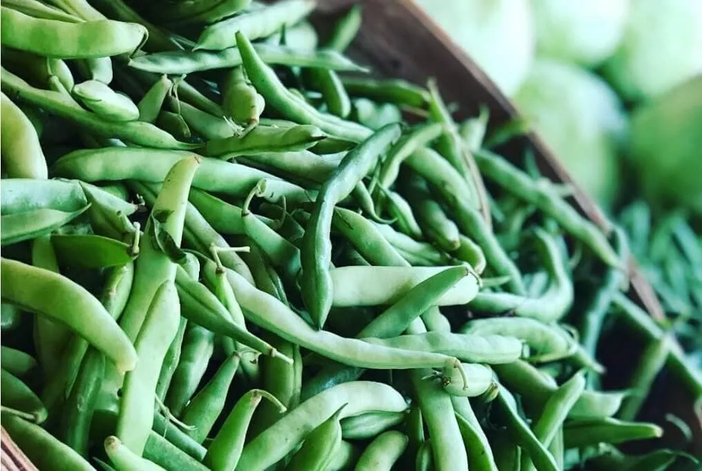 White Mountaineer Half Runner Bean
