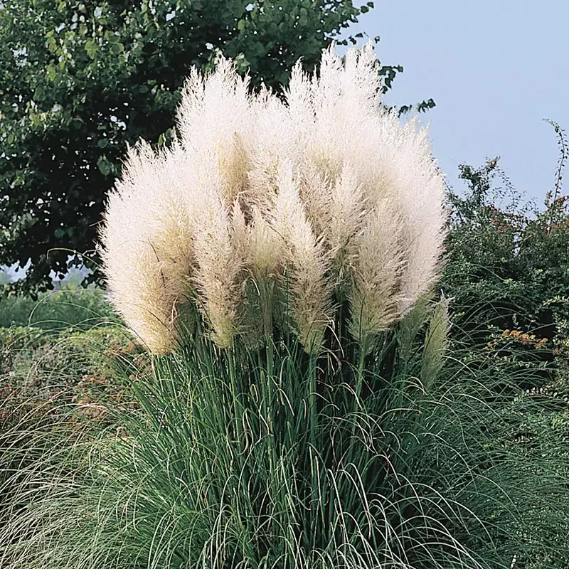 White Pampas Grass Plant