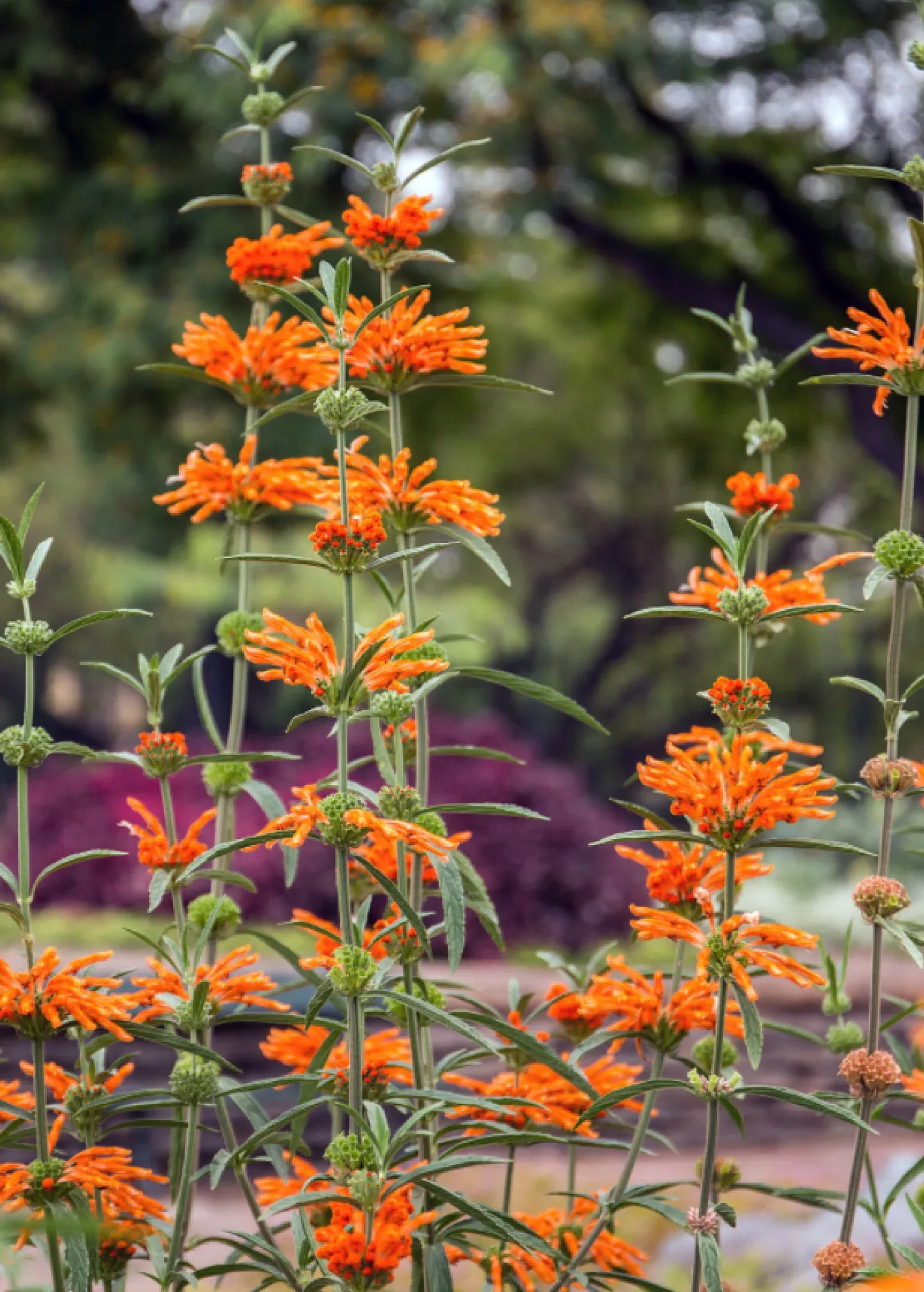 Wild Dagga (Leonotis leonurus)