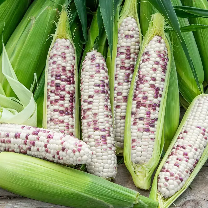 Wild Violet Hybrid Sweet Corn Seed