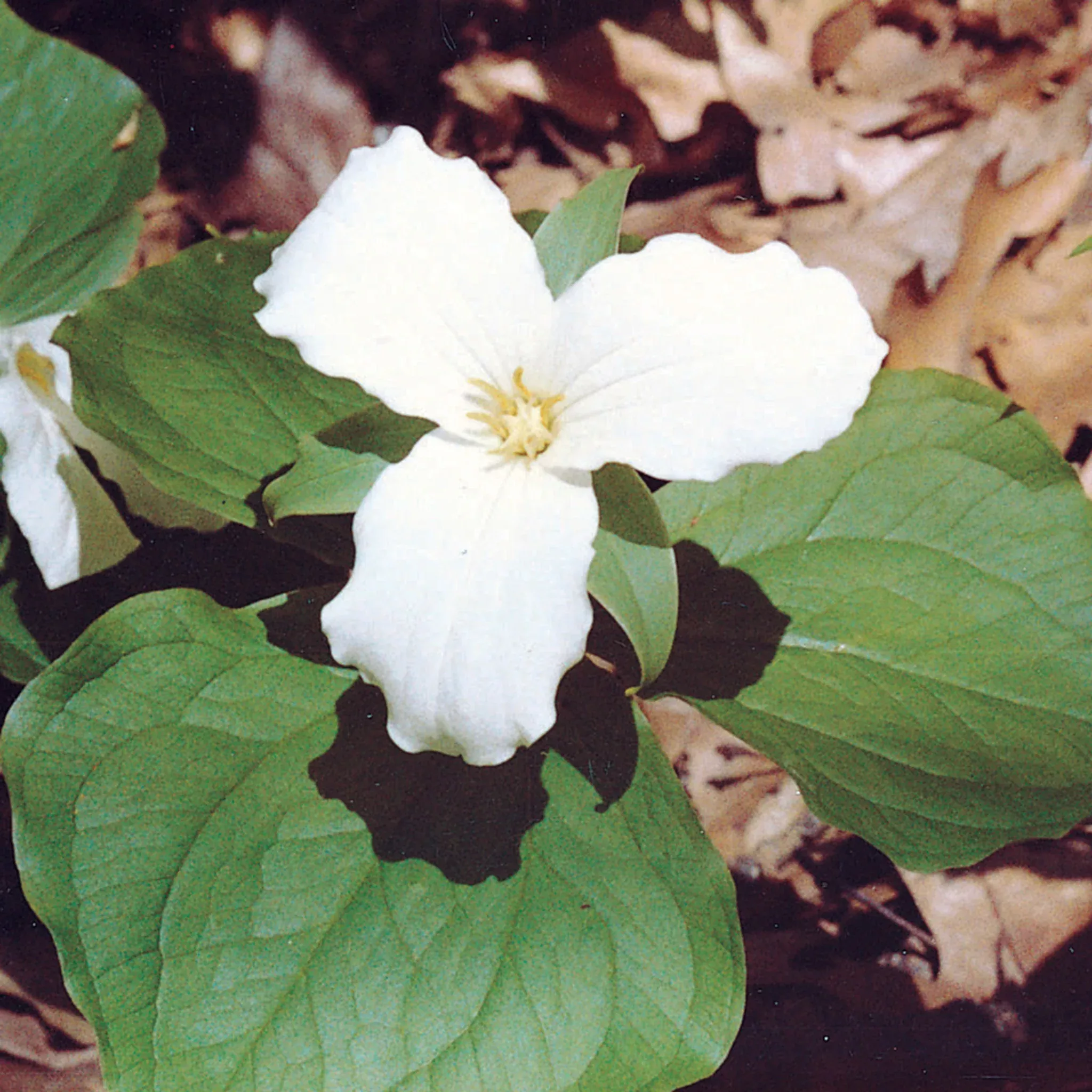 Wildflower, White Trillium