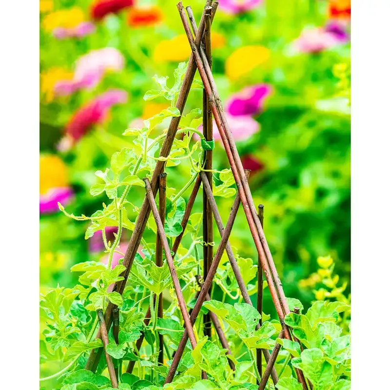 Willow Teepee Plant Support