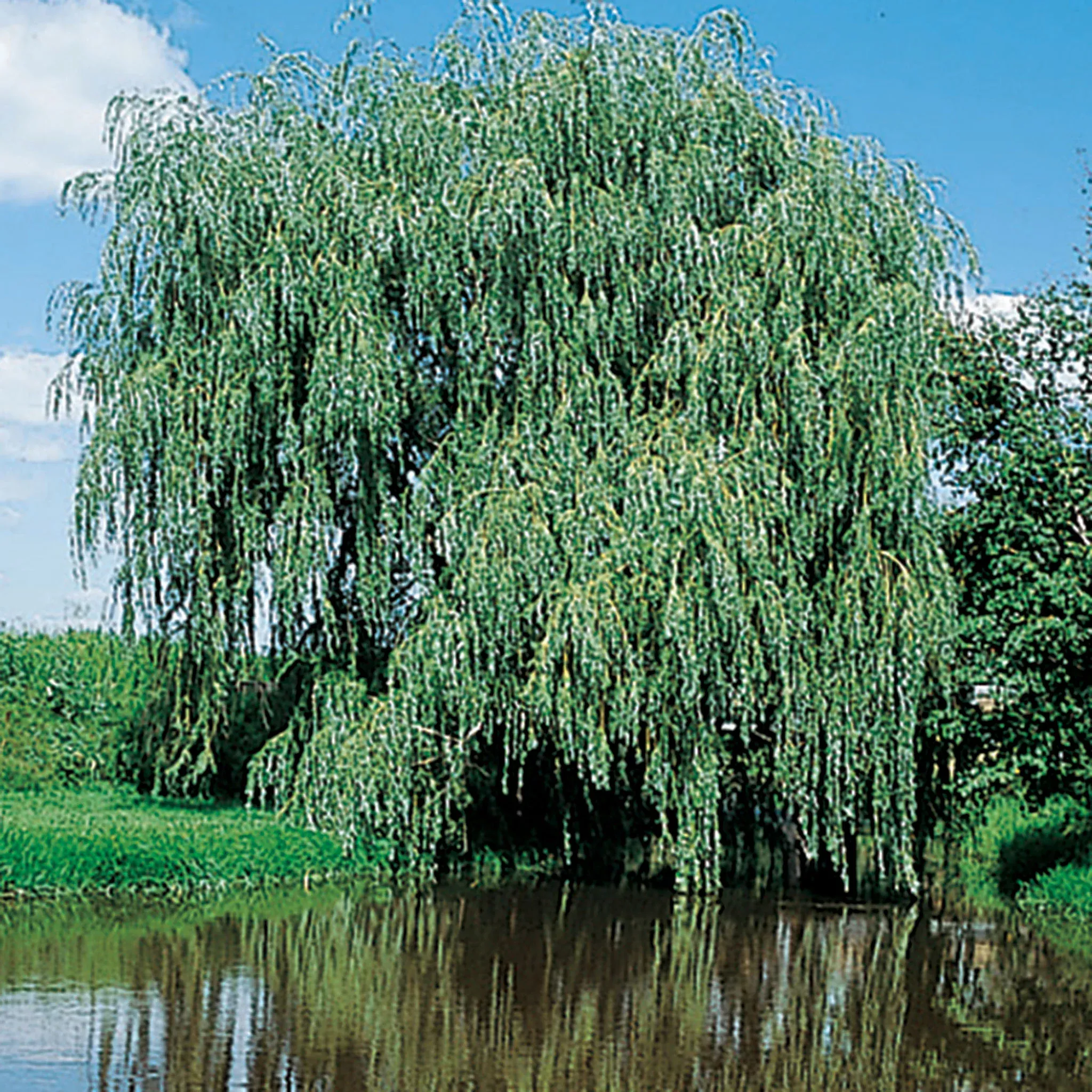 Willow, Weeping, Niobe