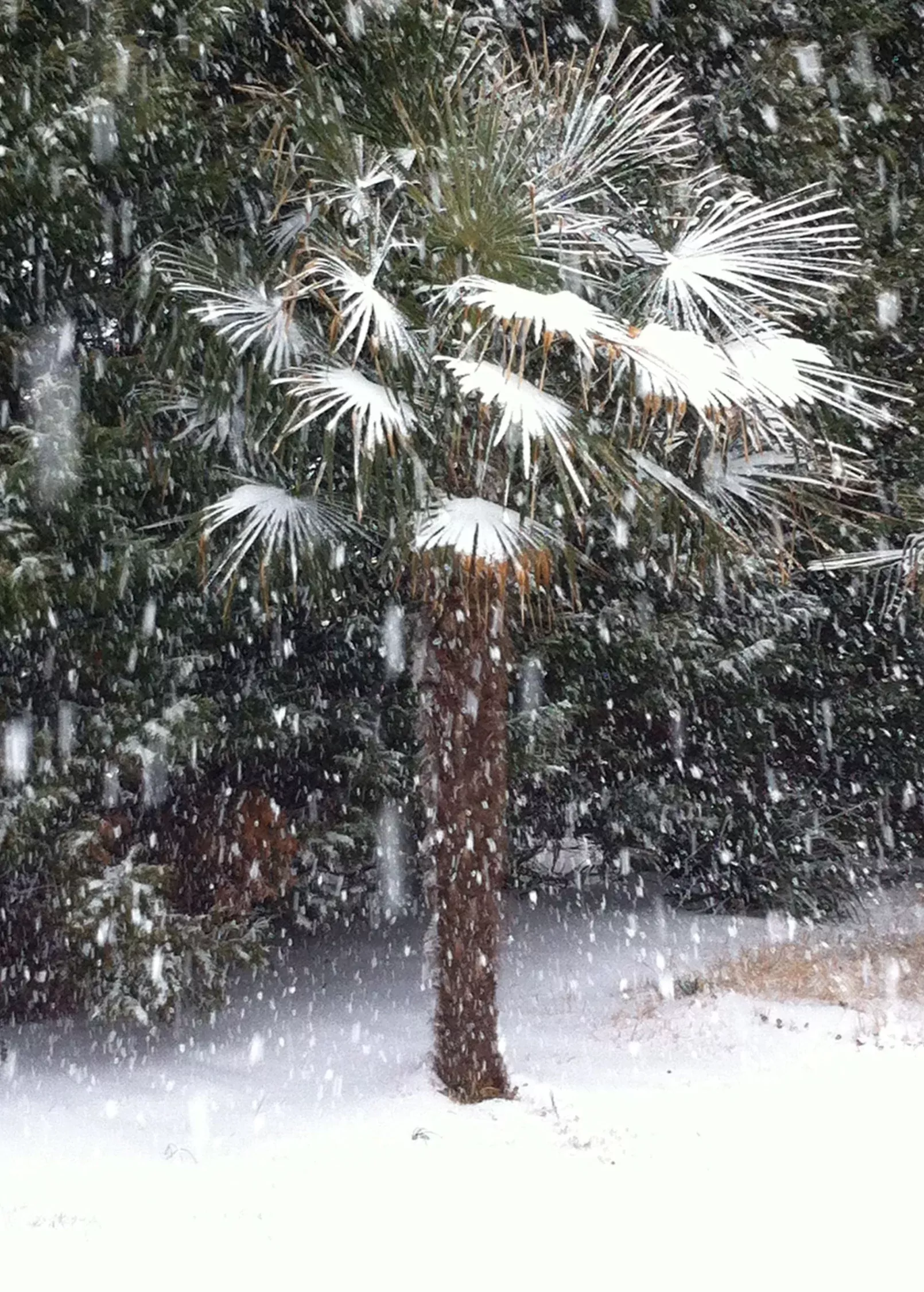 Windmill Palm (Trachycarpus fortunei)
