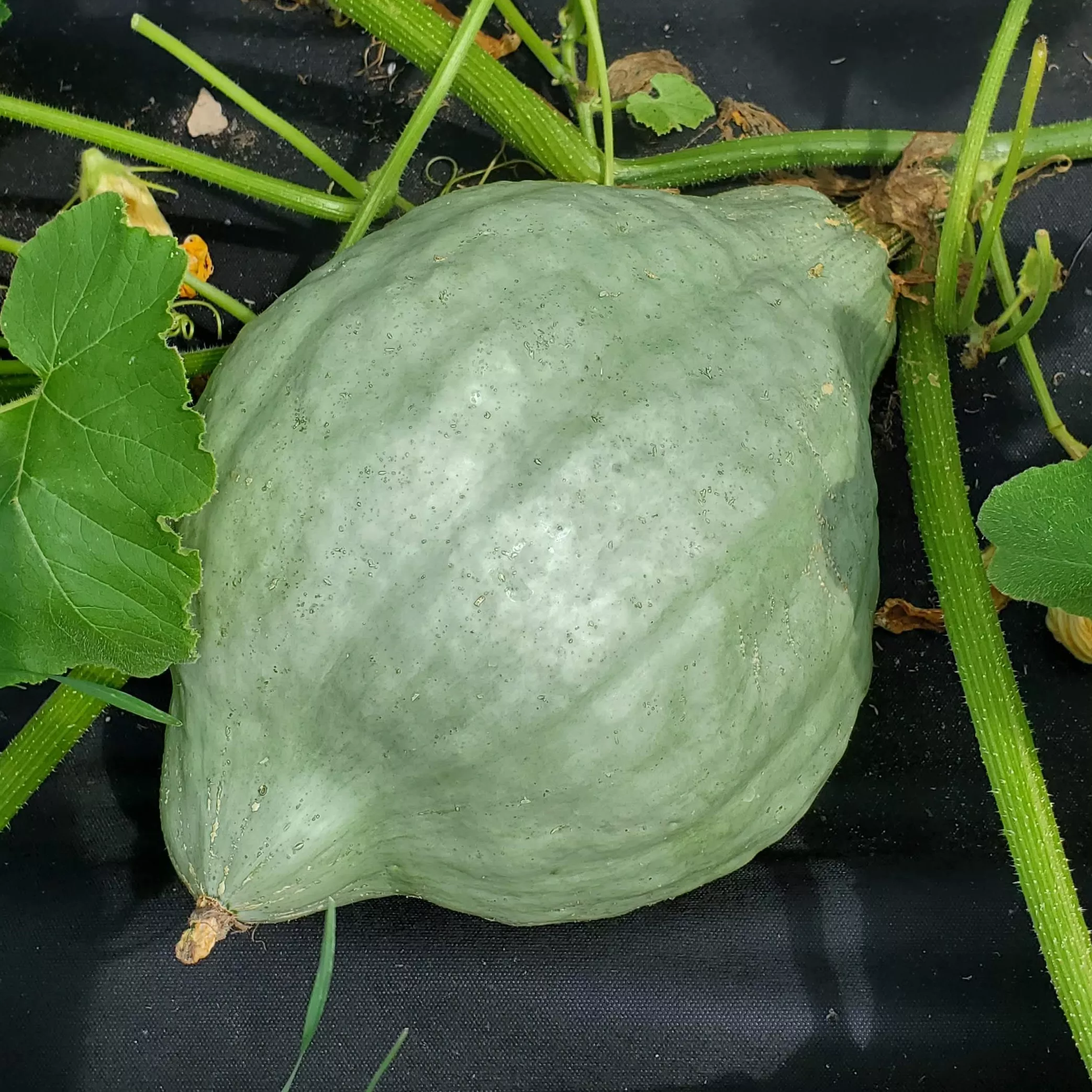 Winter Squash Blue Hubbard Organic