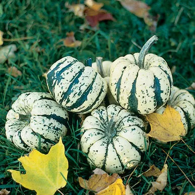 Winter Squash Delicata Sweet Dumpling