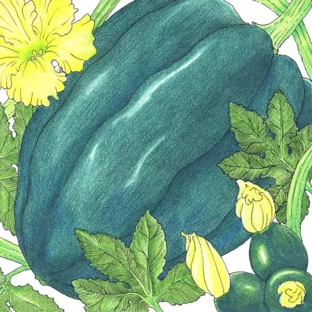 Winter Squash Table Queen Acorn
