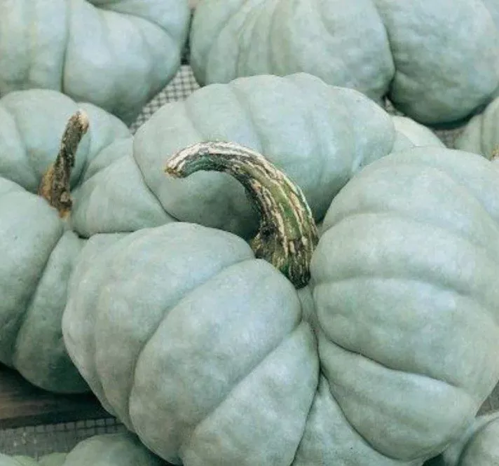 Winter Squash Triamble