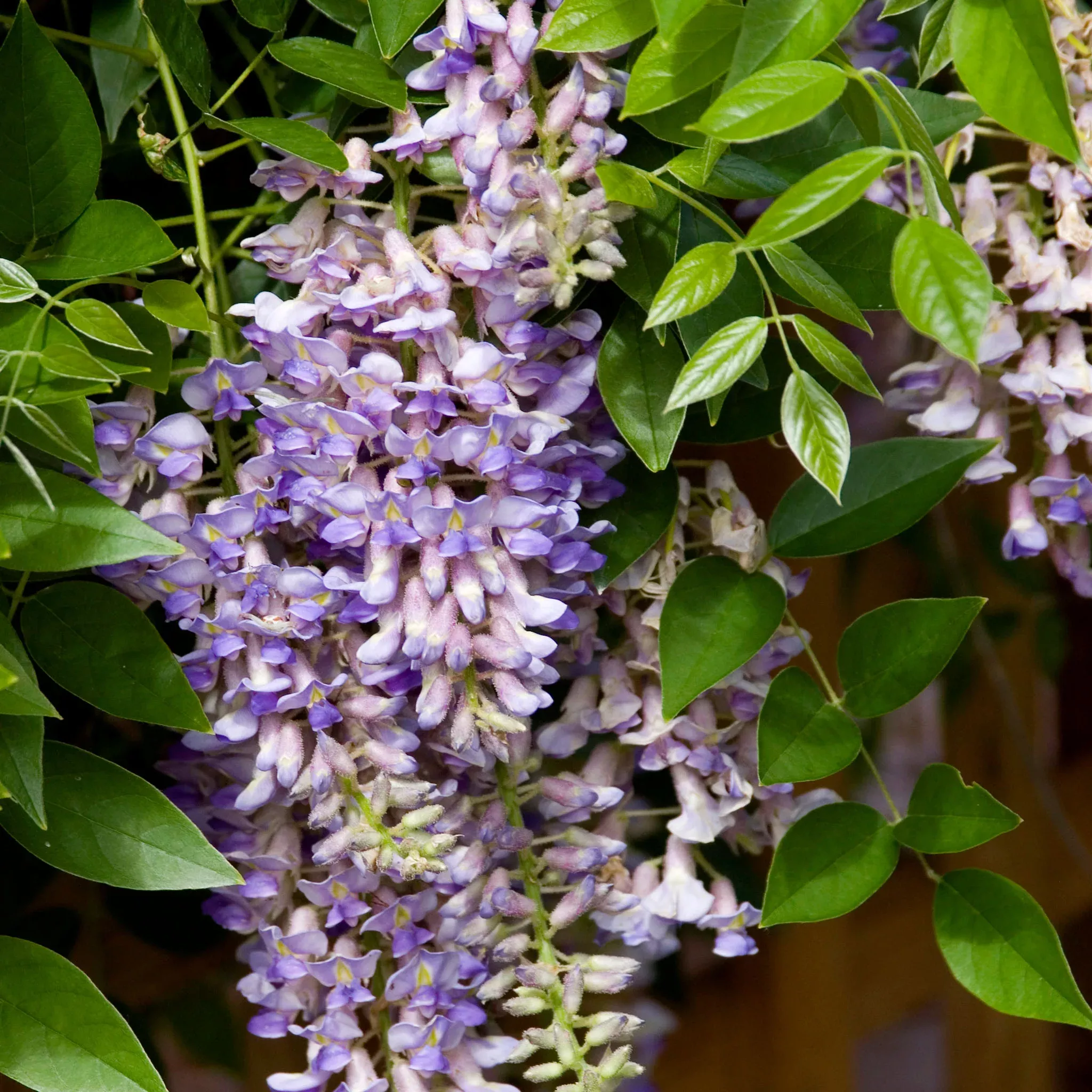 Wisteria, Summer Cascade™