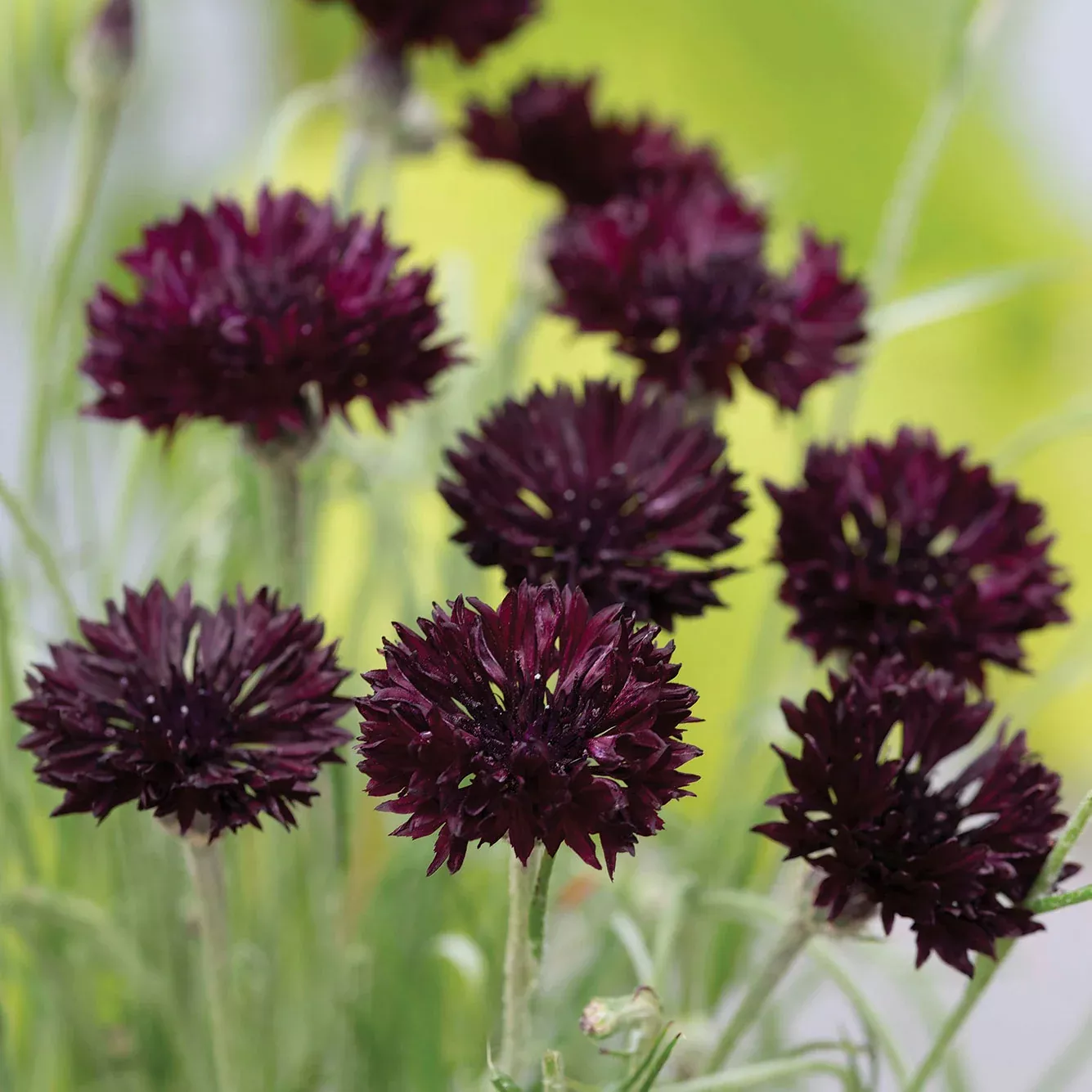 Witching Hour Centaurea