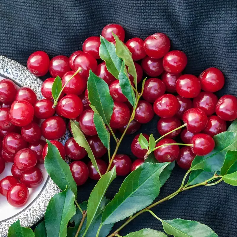 Wowza! Cherry Bush
