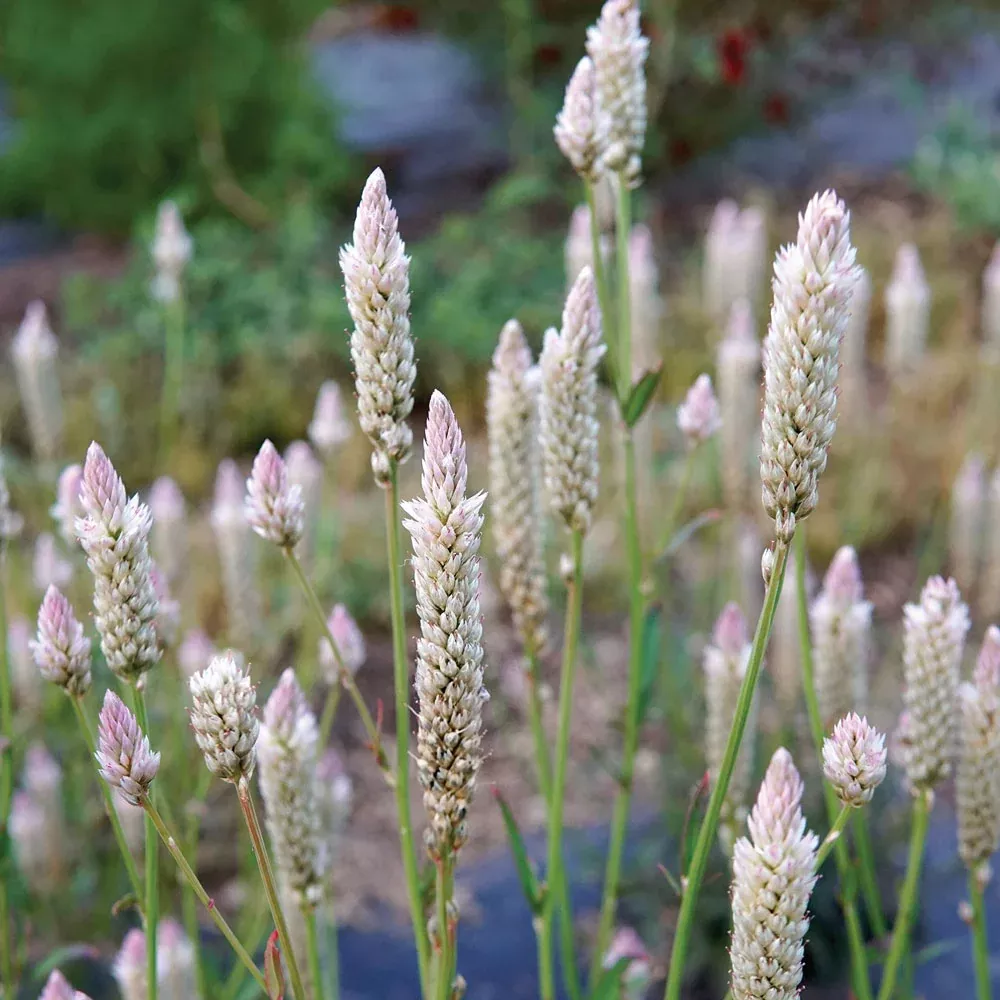 Xantippe Celosia