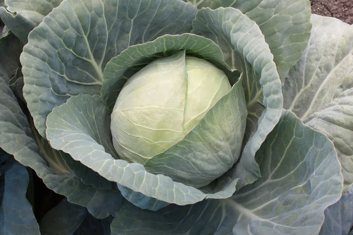 Xtreme Vantage Hybrid Cabbage F1
