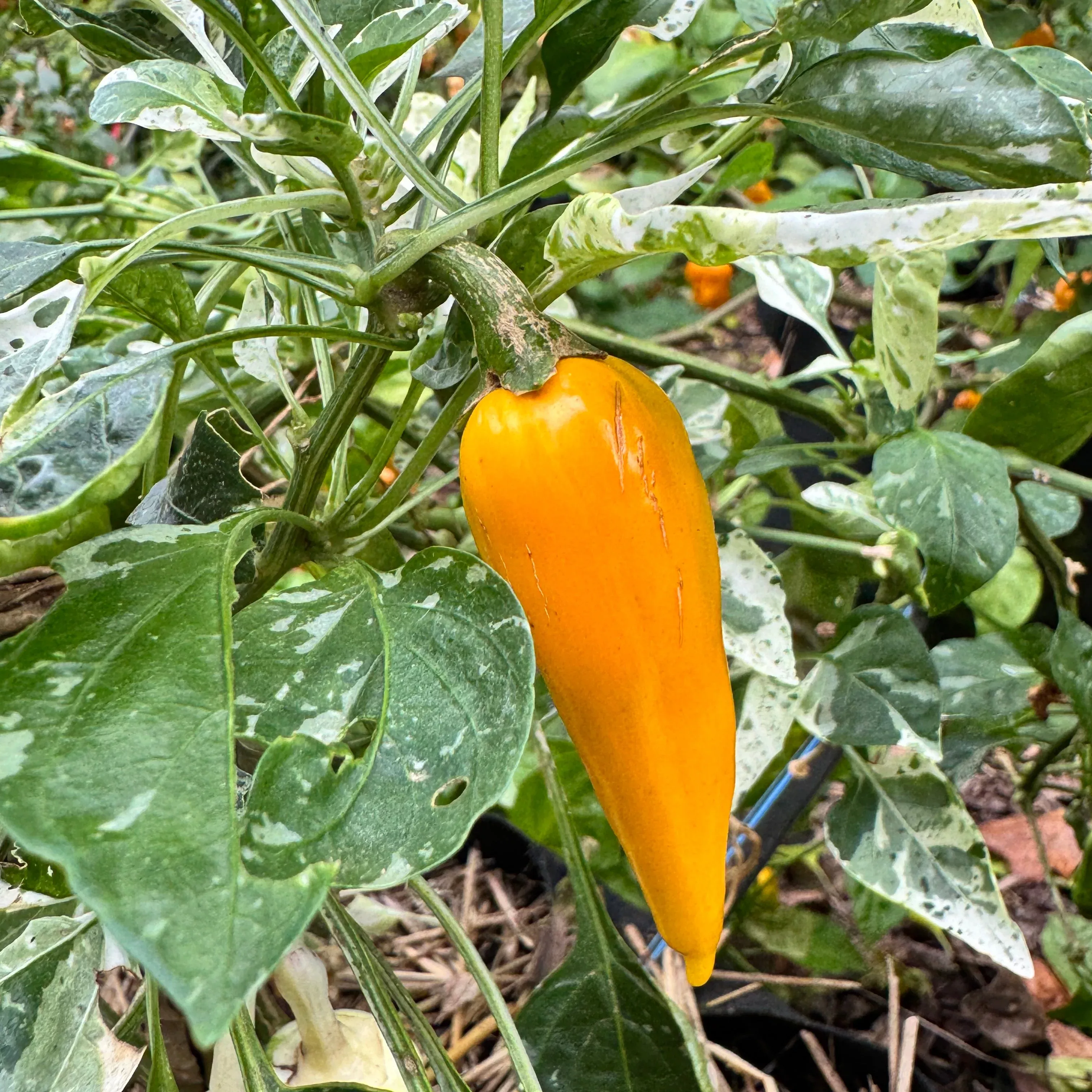 Yellow Fish Pepper - Seeds
