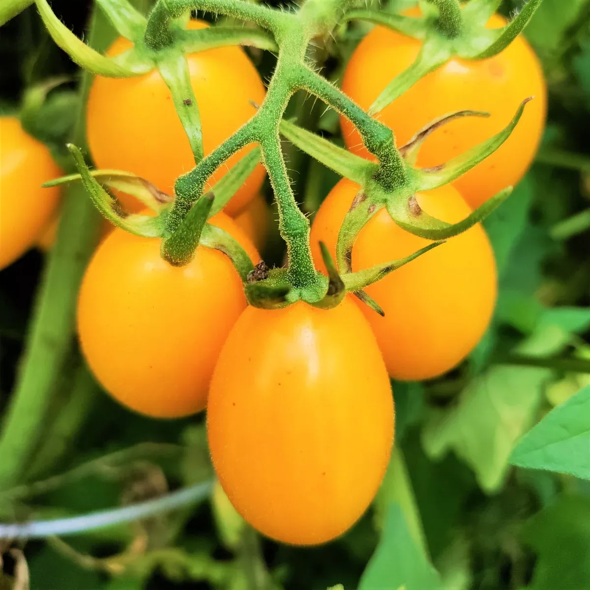Yellow Plum Grape Tomato