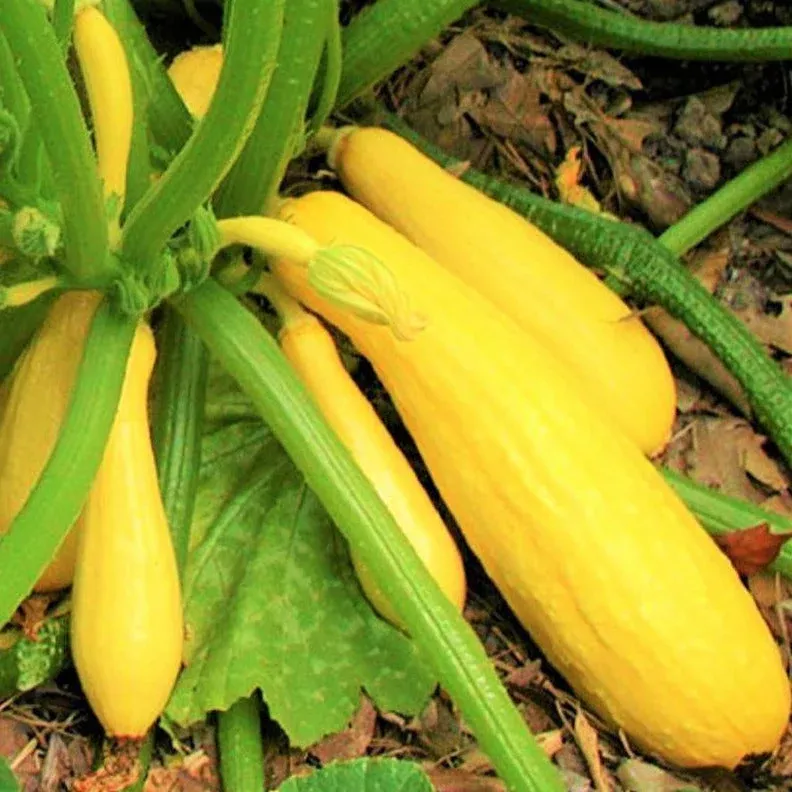 Yellow Straightneck Squash