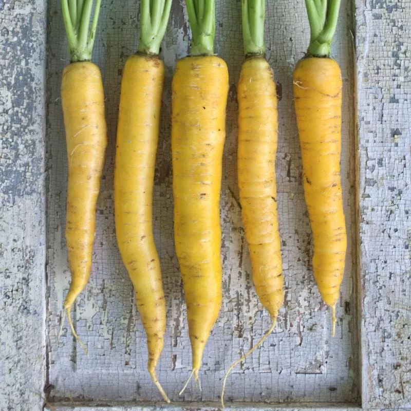 Yellowstone Carrot (Organic 75 Days )