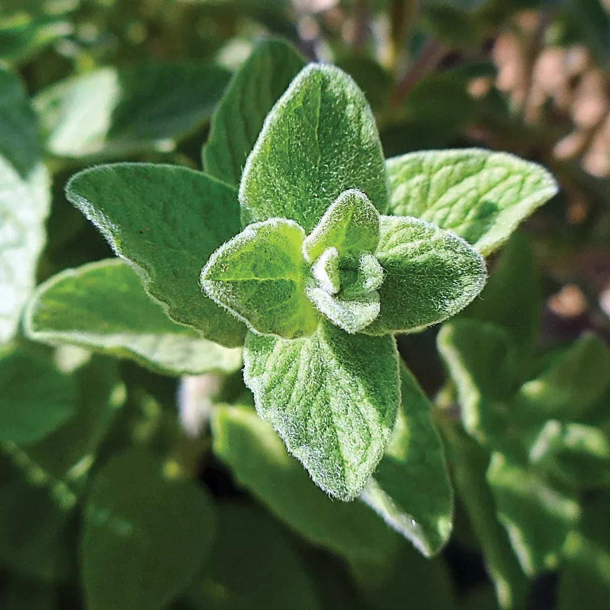 Zaatar Oregano