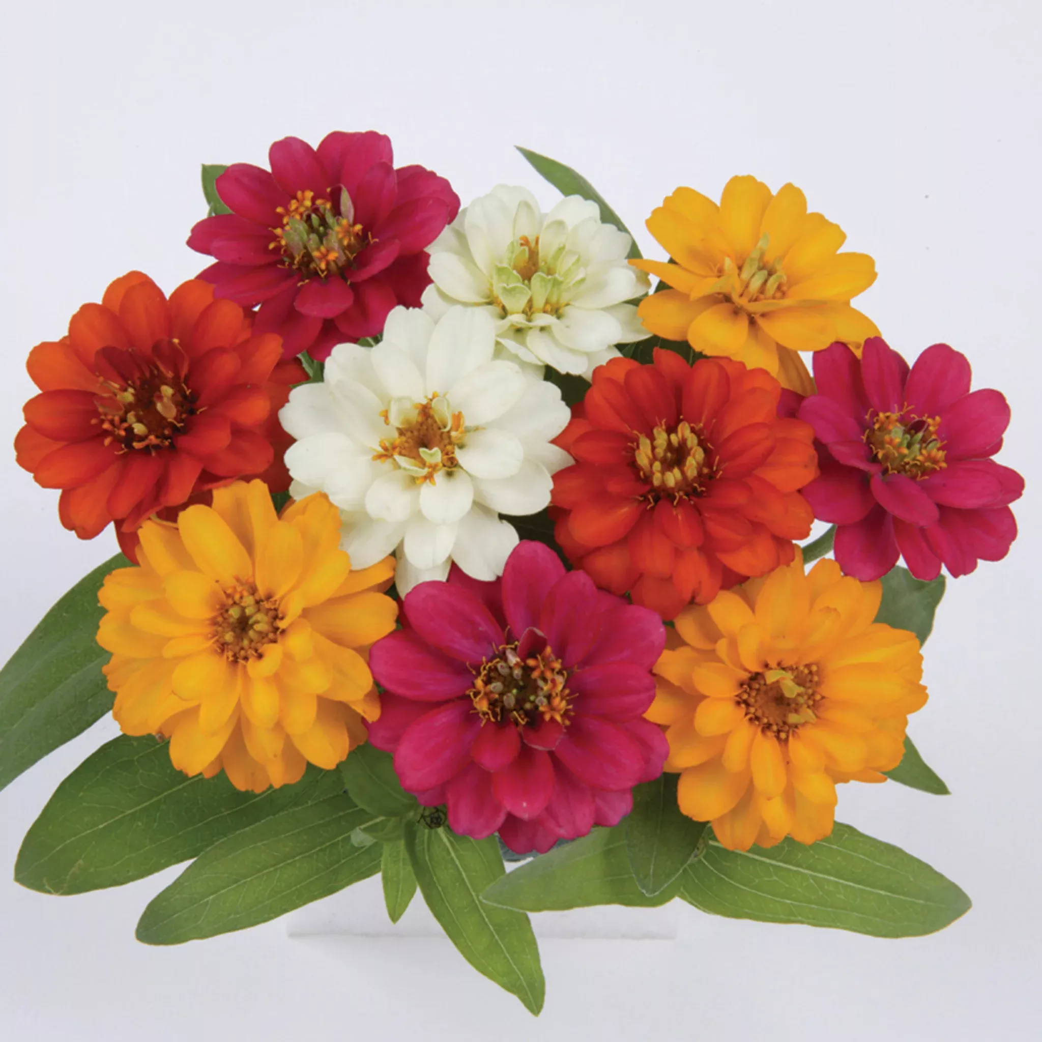 Zinnia, Profusion Double Mix Hybrid