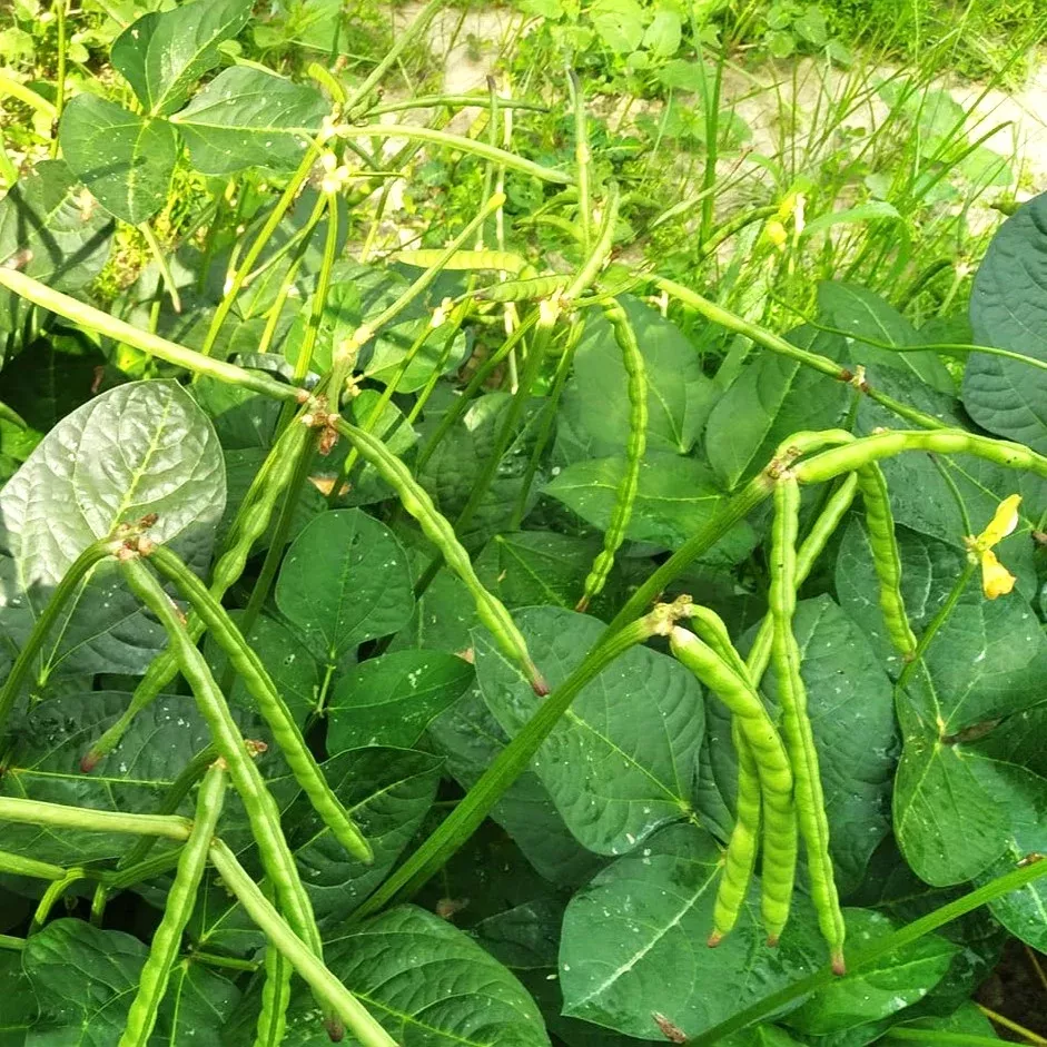 Zipper Cream Pea (Treated)