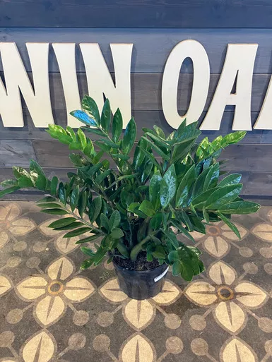 ZZ Houseplant